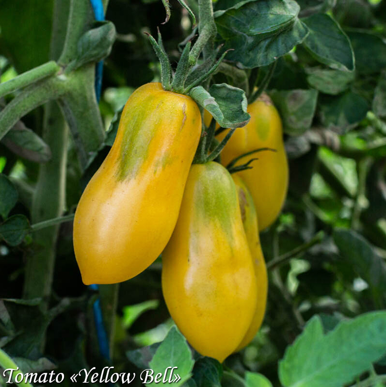 Tomato Yellow Bell